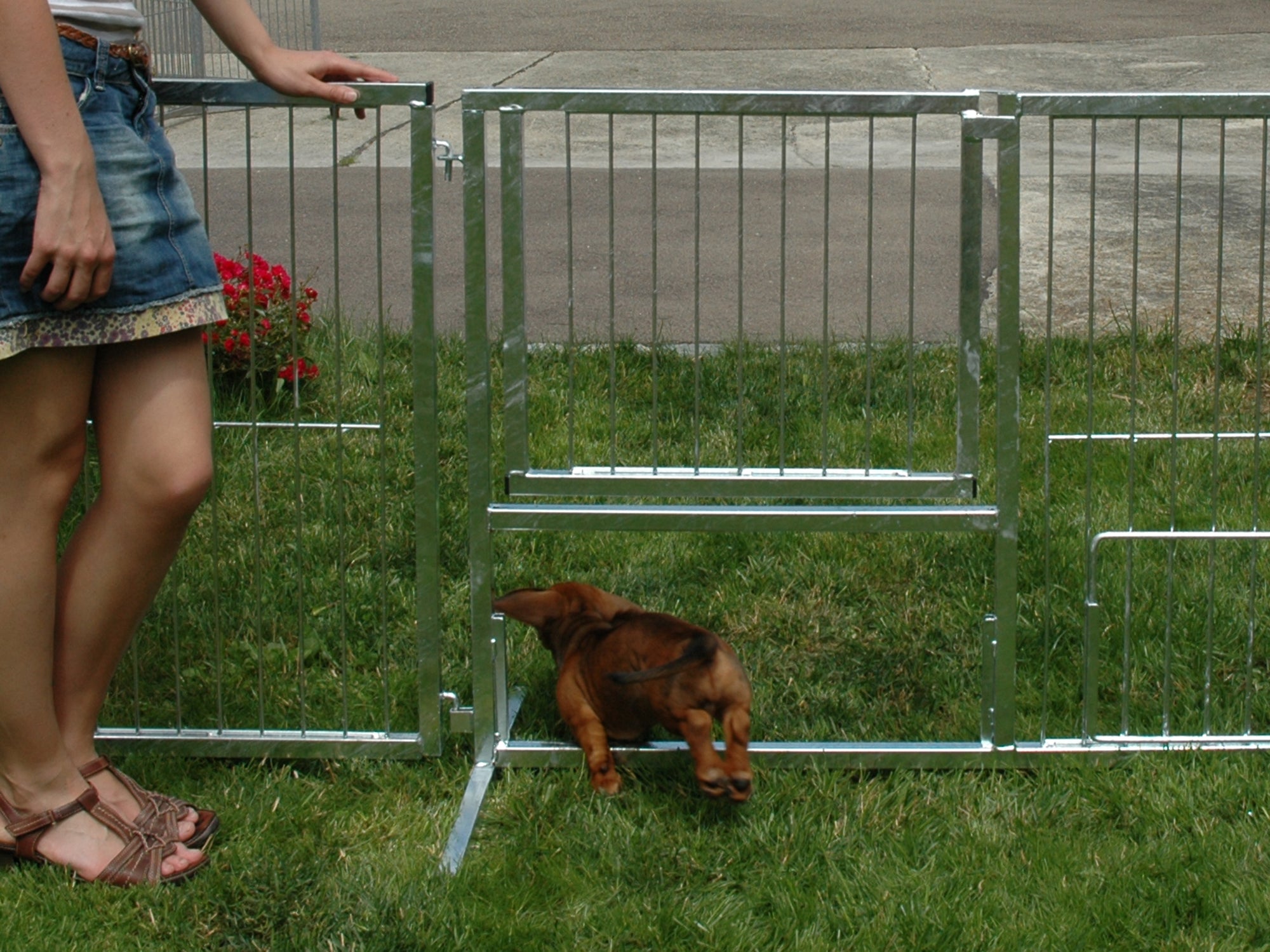 Welpenauslauf mit Hundewelpen im Garten
