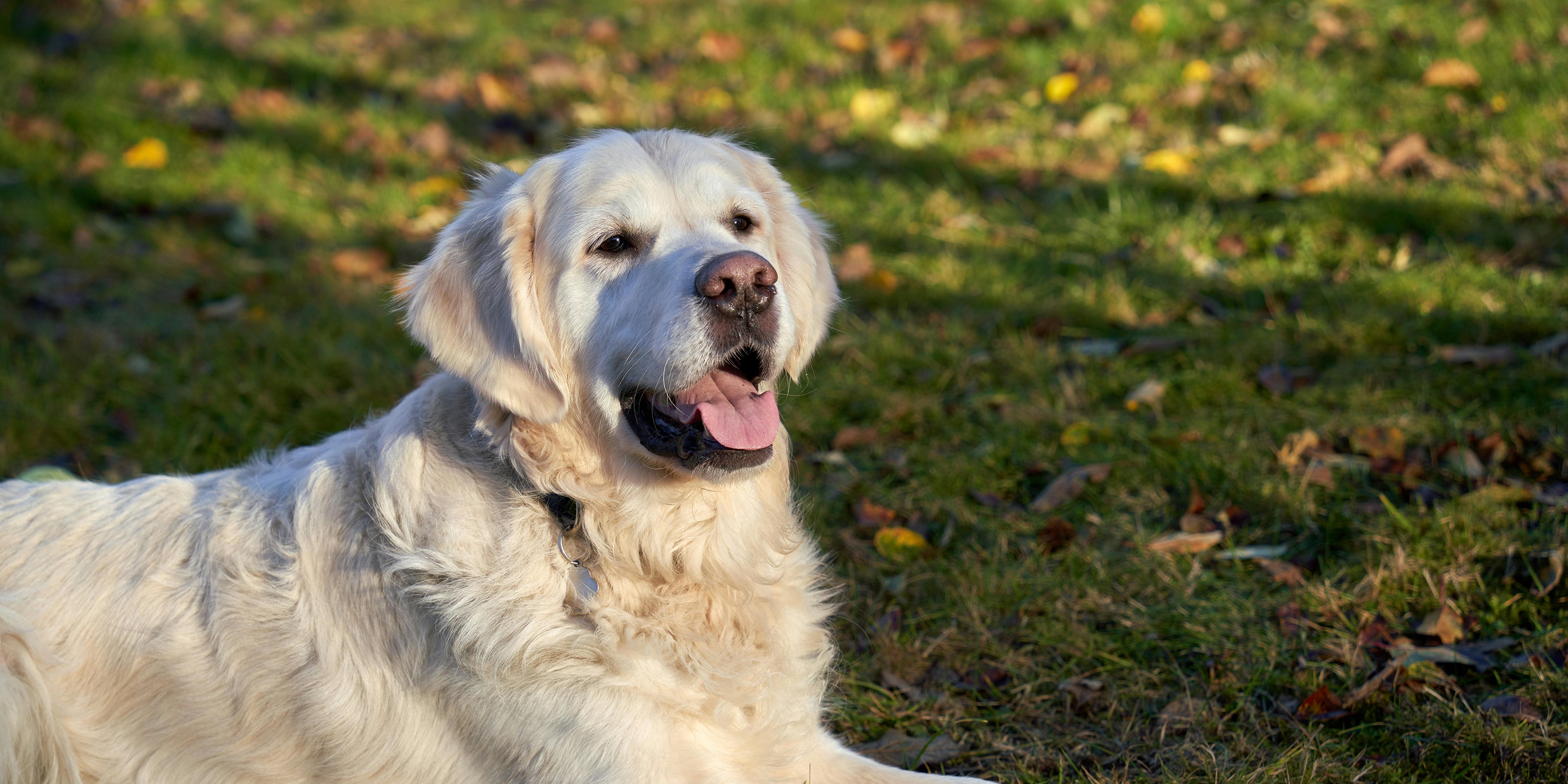 Foto von Barnabas Davoti: https://www.pexels.com/de-de/foto/golden-retriever-entspannt-in-einem-sonnendurchfluteten-park-34000728/